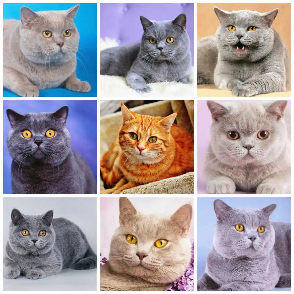 

AZQSD Diamond Painting Full Square Cat Embroidery Animal Picture Of Rhinestones 5d Diy Needlework Home Decor Gift Diamond Art