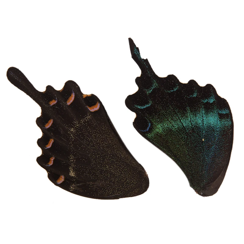 

100Pcs Real Butterfly Wings Random Gift DIY Jewelry Artwork Art Hand Craft random