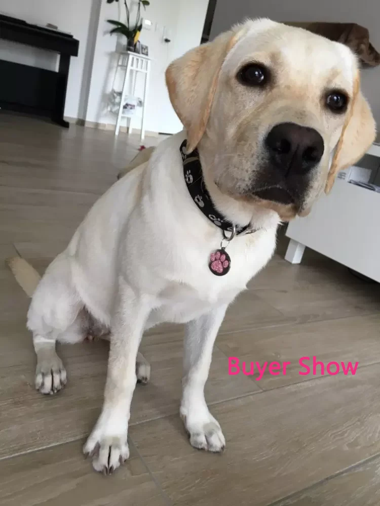 Персонализированные собаки ID тег аксессуары для домашних животных собак