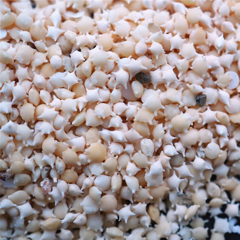 

QIAOQIAO DIY коробка пляжная натуральная ракушка Морская звезда песок для УФ полимерные наполнители оправы для изготовления ювелирных изделий н...