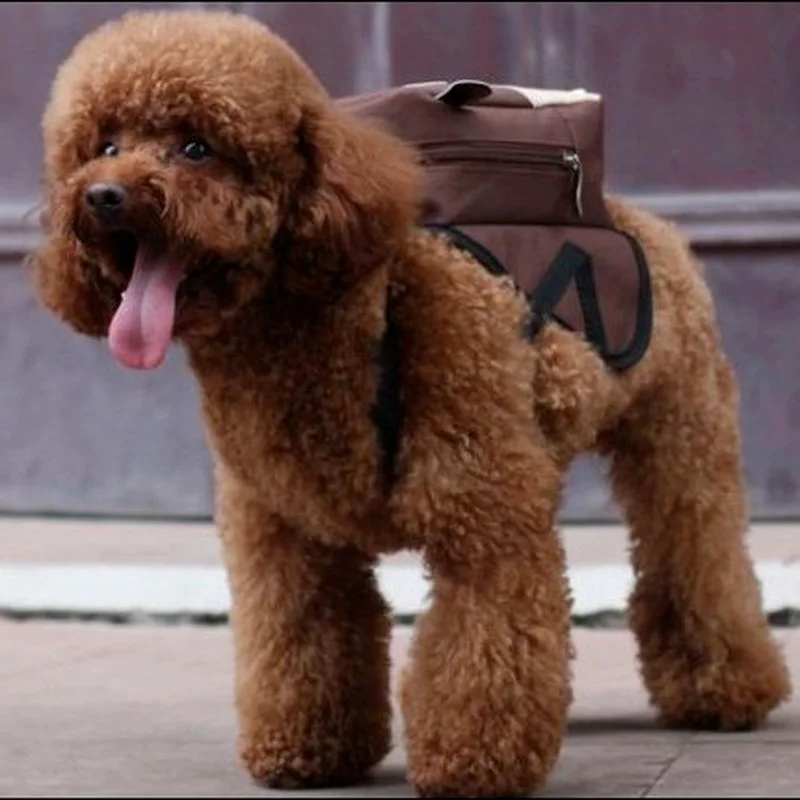 

Fashion Frenchie Harness Bag New Letter Pug Backpack Puppy Self School Bags Dropshipping A911