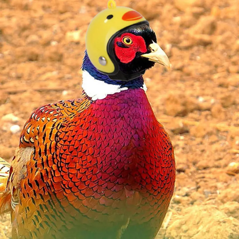Шлем для курицы маленькая жесткая шапка питомца птица утка перепелиная головной