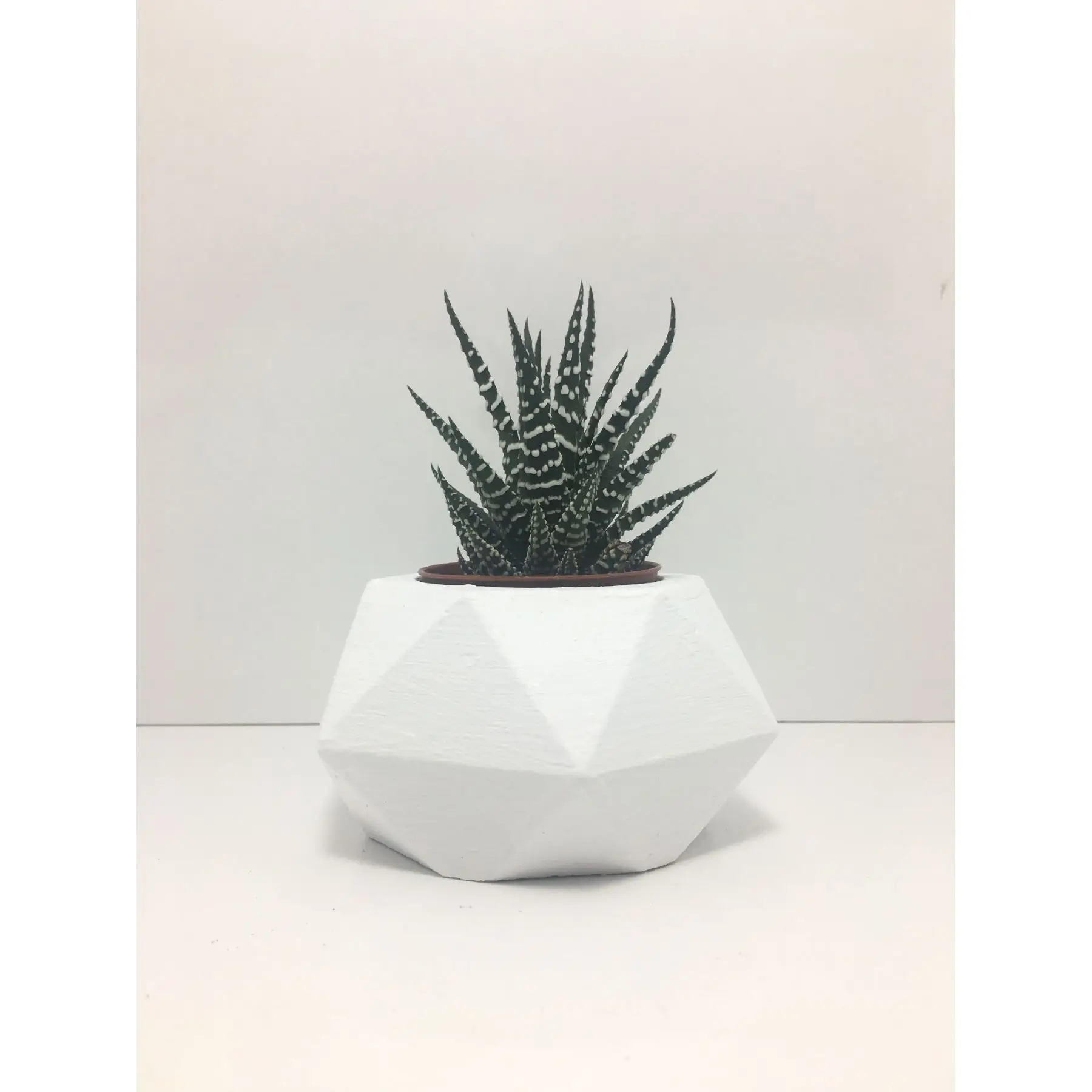 

Hexagonal Concrete Pot and Live Sukulent - YE007