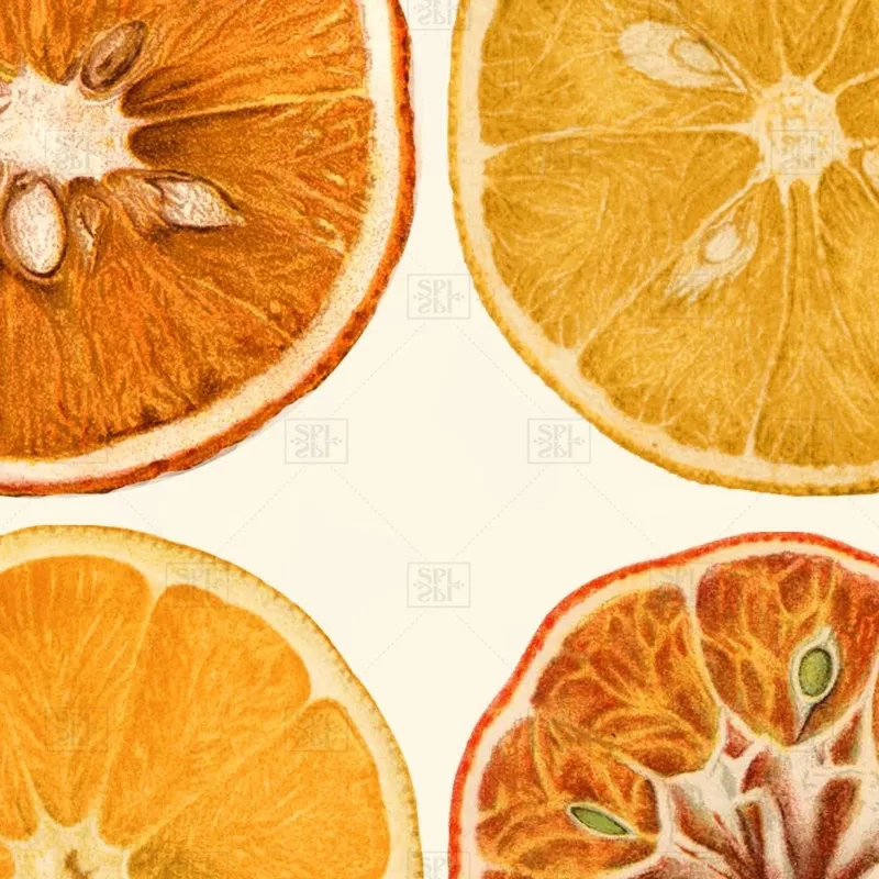 Оранжевый цитрусовый художественный принт античный ботанический фрукт