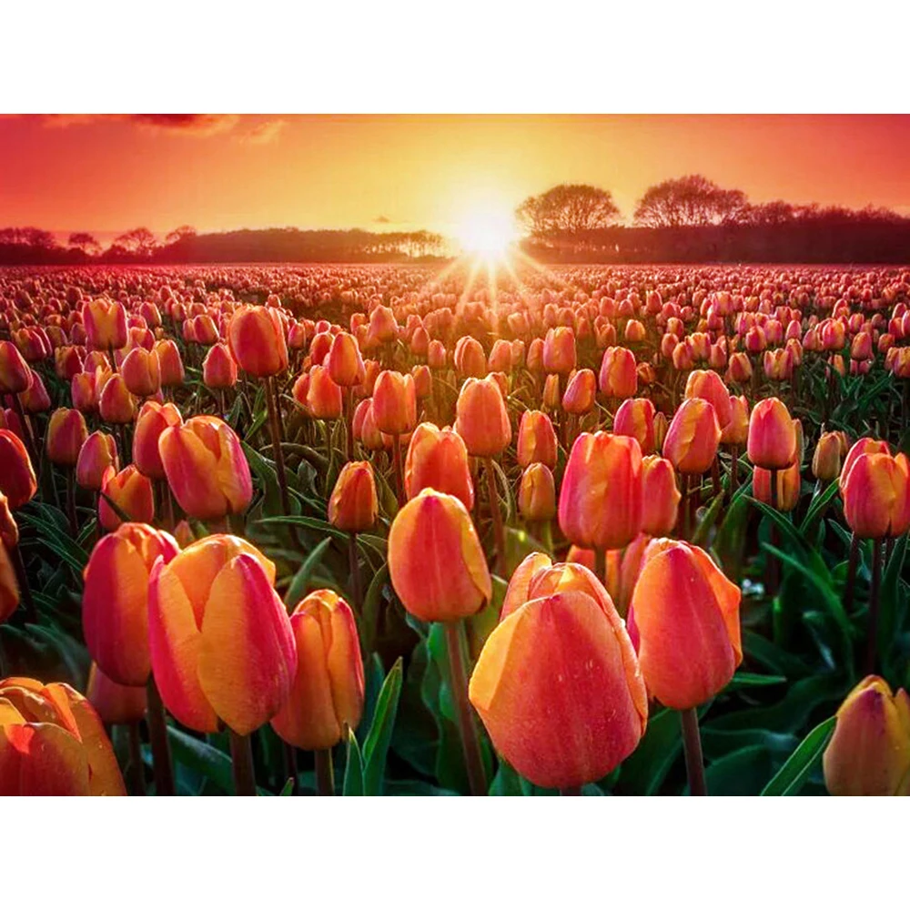 

Zhui Star Diamond Painting Full Square Flower Decorations For Home Mosaic Tulip Embroidery Sunset Handmade Gift