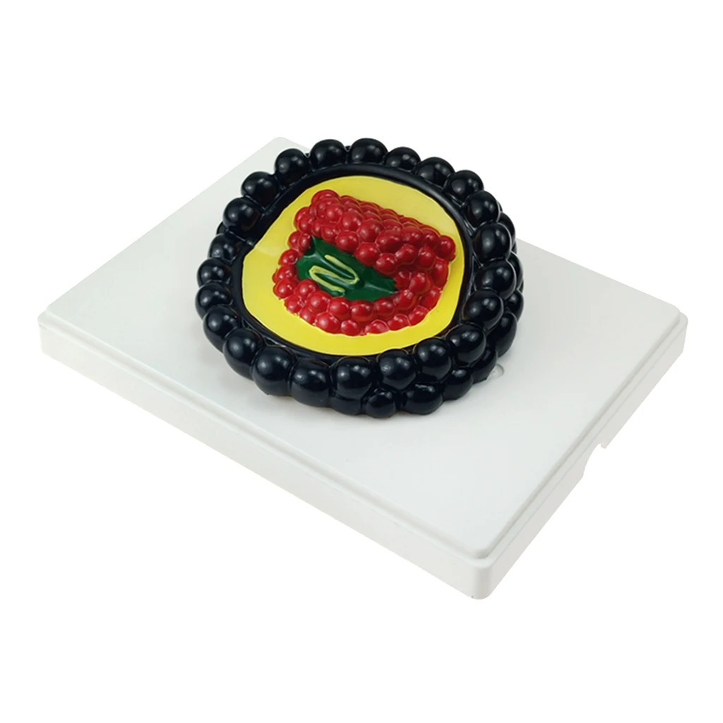 

Биология наука микроорганизм модель для учеников средней школы класс обучение