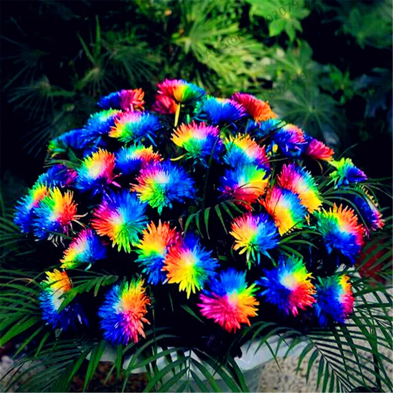 Самые низкие цены! 200 шт./пакет Радуга Дейзи flores, хризантема, растения, бонсай Плант, красивые комнатные растения для дома и сада