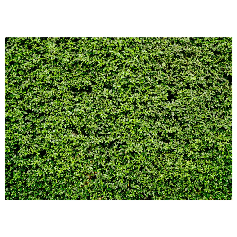 Professional Vinyl Nature Outdoorsy Theme Wedding Grass Floordrop Photo Studio Props For Photography Green Lawn Leaves Backdrop |