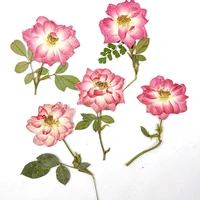 2021 rose on stems pressed flower wedding decoration gift cards bulk packing 60pcs
