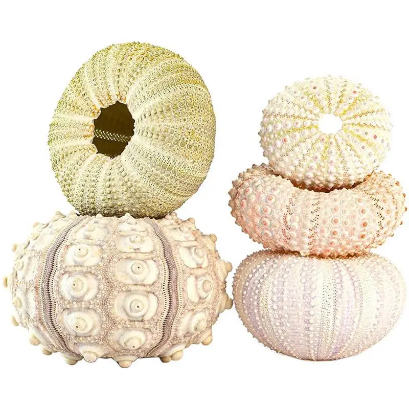 

new listing 5PCS Sea Urchin Shell Hanging Pot Air Plant Holder Succulent Display Container for Home Garden Decor