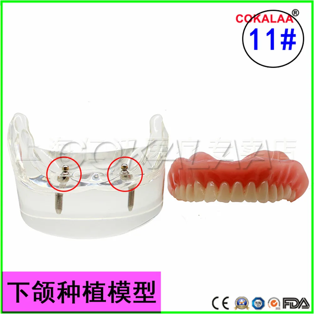 Хорошее качество модель нижней челюсти стоматологический общение с пациентами