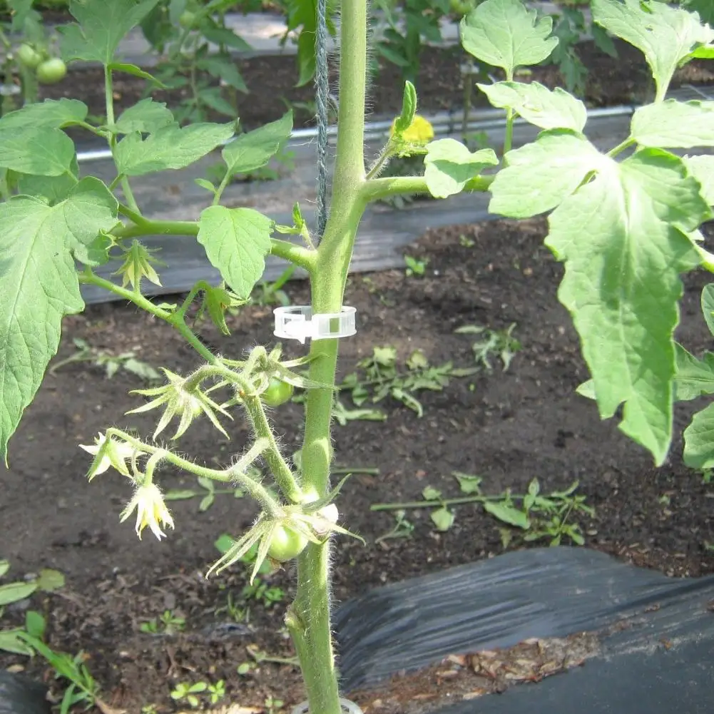 50/60 шт садовые зажимы для прививки растительные цветы виноградные кусты растения