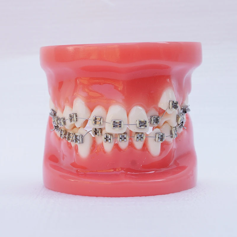 HST-B4 Зубная ортодонтическая модель с полным ртом стоматологические лабораторные