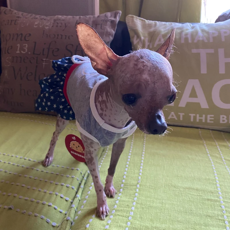 Модные звезды комплект из двух предметов с принтом собака платье для маленьких