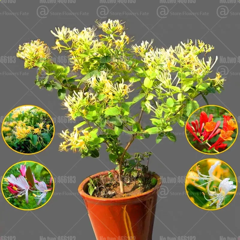 100 шт японский жимолость бонсай Lonicera japonica herb plantas многолетний очень ароматный цветочный горшок садовые Цветочные рассады