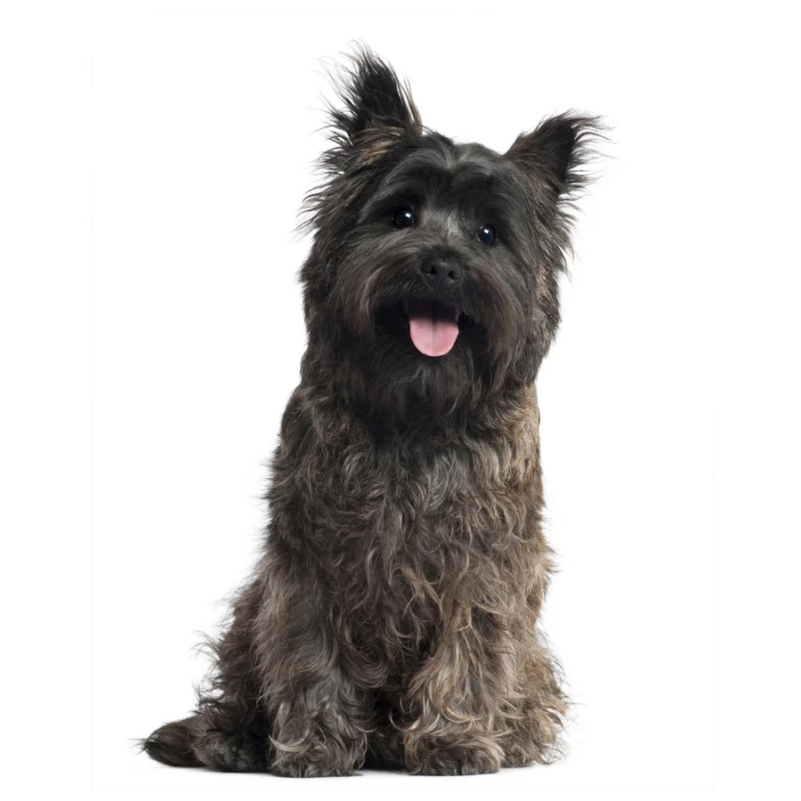 Полная квадратная дрель мозаика алмазная живопись кернтерьер собака &quotсделай