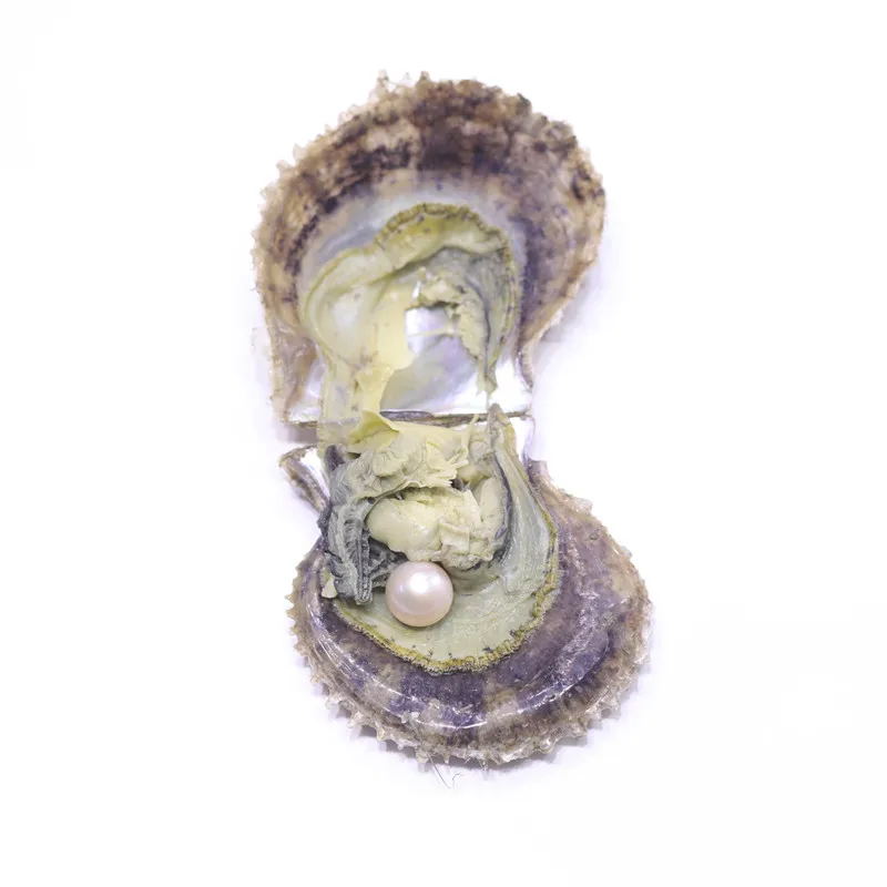 Edsion жемчуг akoya oysters класс AA 10 13 мм 21 Цвет Большой размер нуклеированный круглый в