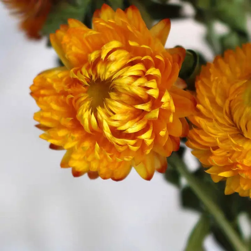 

Natural Dried Flowers Colorful Small Daisies Dried Flowers Chic Romantic Wedding Table Flower Arrangement Decoration Christmas