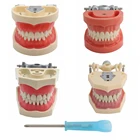 Зубная модель, зубная модель, стоматологическая Съемная обучающая модель, стандартная модель с 32 винтовыми зубцами из мягкого клея