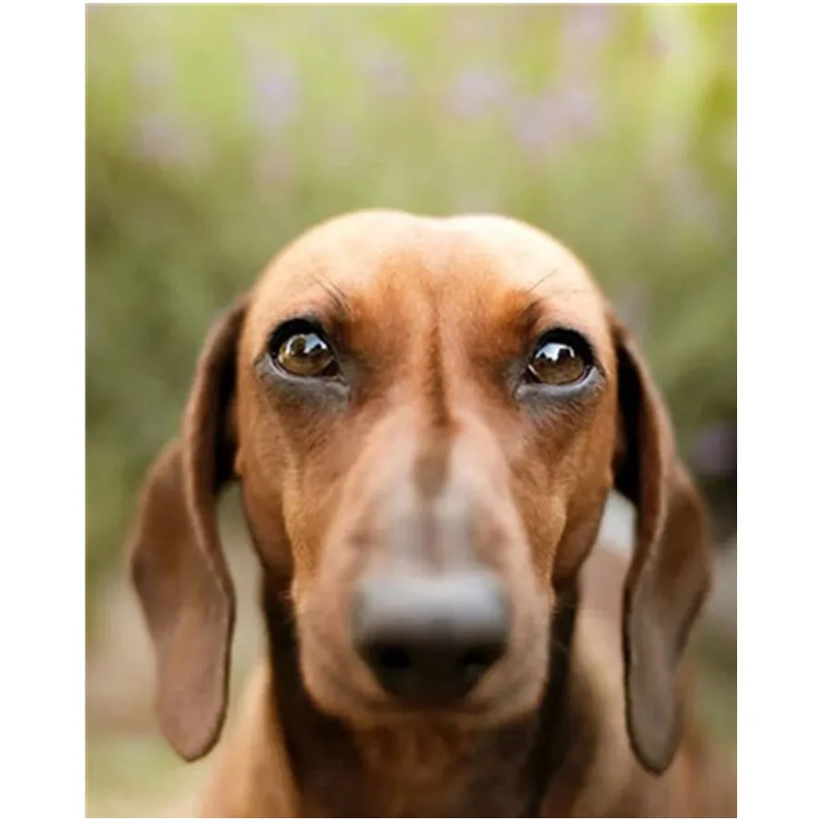 

Diamond Painting Dog Picture Cross Stitch Kits Pet Diy Handmade Home Decoration Animal Full Diamond Embroidery By Stitch Art