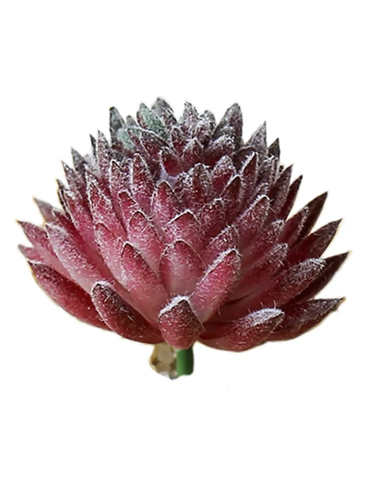 Искусственные растения-суккуленты искусственные растения алоэ кактус пейзаж