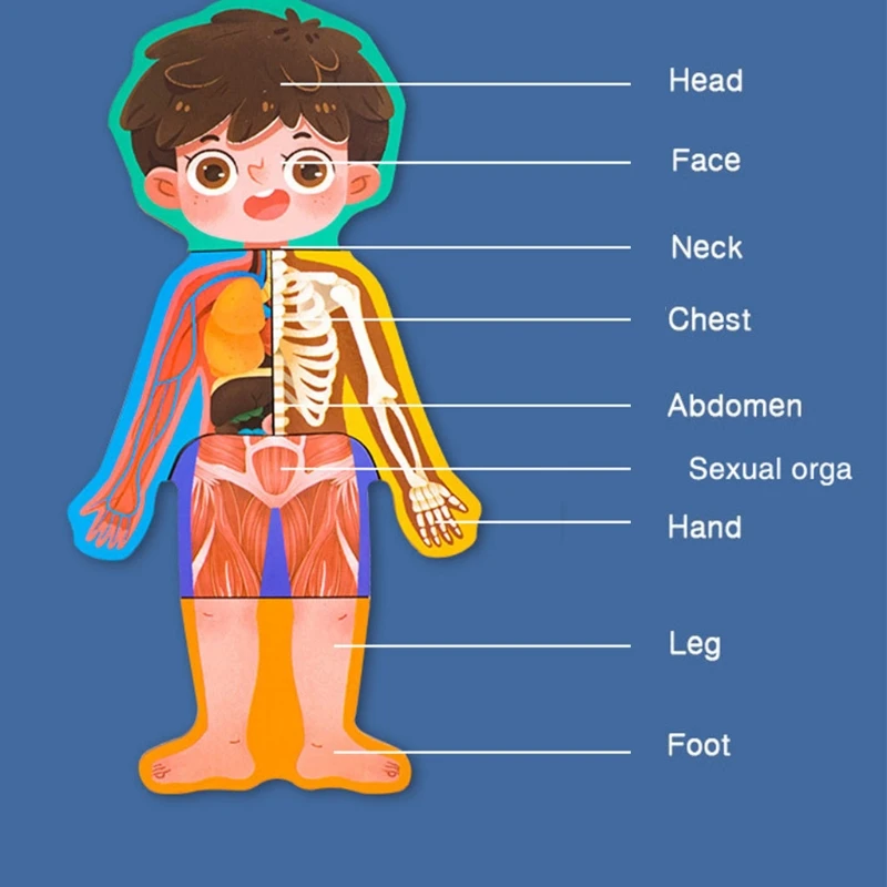 

1Set Montessori Learning Toy Body Puzzle Jigsaw Sensory Human Anatomy Human Body Structure Puzzle Assembly Puzzle