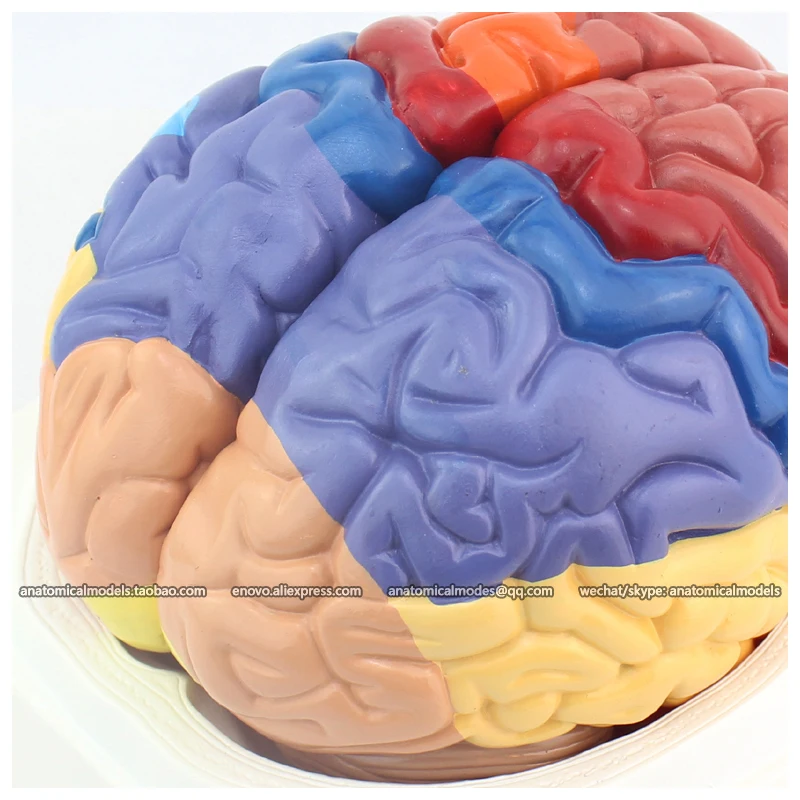 

CMAM/12409 Brain, functional zone, 2-parts, Medical Brain Anatomical Human Model