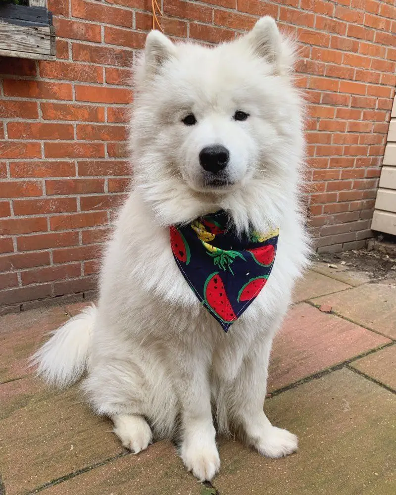 1 шт. слюнявчик для кошек и собак|Аксессуары собак| |