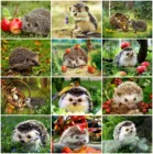 Алмазная живопись Алмазная мозаика с изображениями животных 