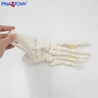 flexible foot bone model human skeleton anatomy medical teaching tool educational equipment ankle joint model life size