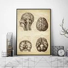Медицинский принт мозга, анатомия головы человека, винтажная иллюстрация, картина, Постер подарок для врача, неврология, наука, искусство, живопись на холсте