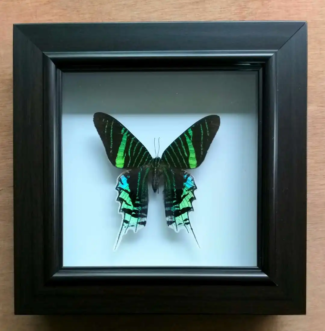 

Real Butterfly Real Specimen Teaching Home Decoration Wedding Birthday Gift Photo Frame Small Decoration
