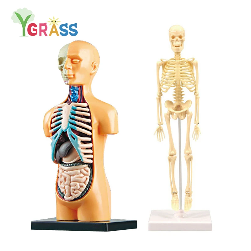 3D модель анатомии человеческого тела детский пластиковый скелет сделай сам