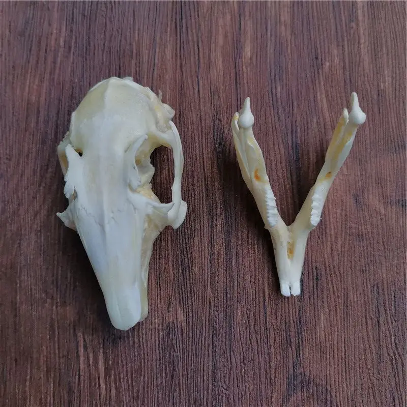 1 шт.-10 шт. черепом с натуральным кроличьим мехом Череп Коллекция образец поделки