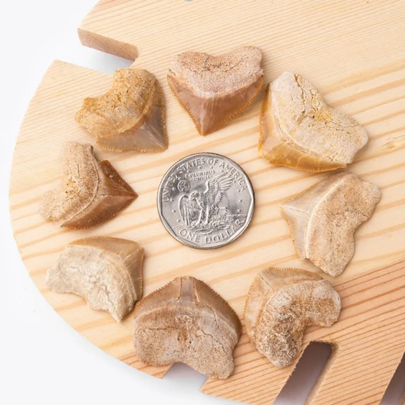 Спиральный акулий зуб косырьевая морская биология научный материал