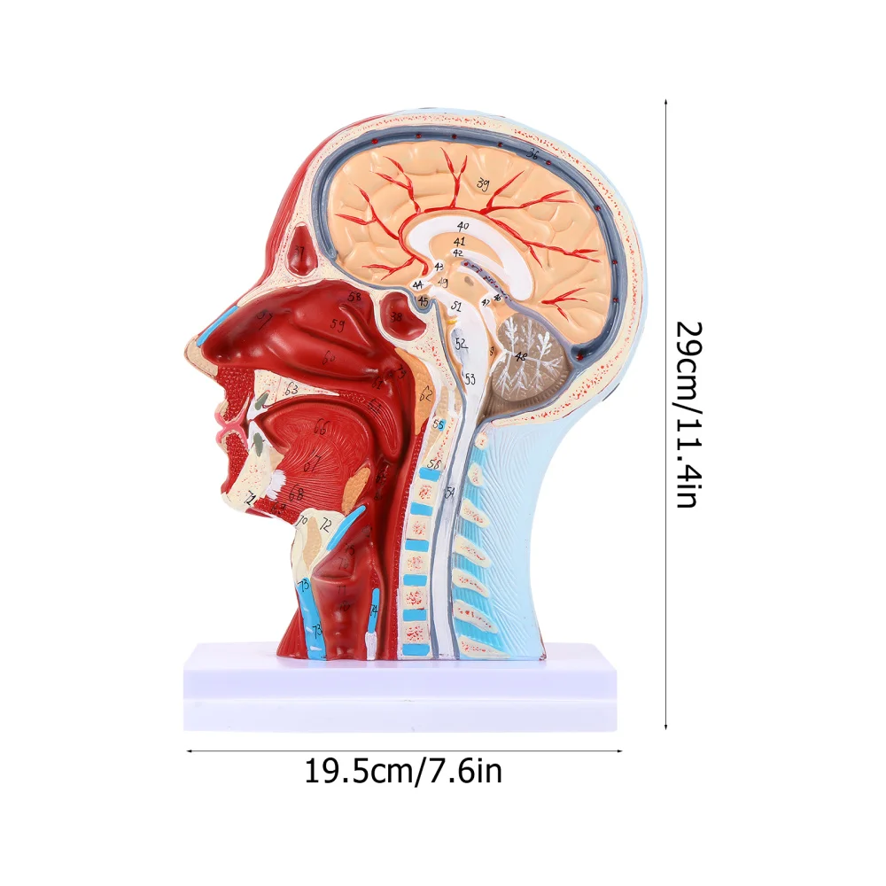 Модель анатомическая для обучения ушам носу горлу 1 шт.| |