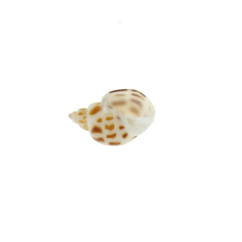 

1bag Natural DIY Craft Sea Shell Aquarium Fish Tank Small Conch Landscape Home Decor Random Style (30g)