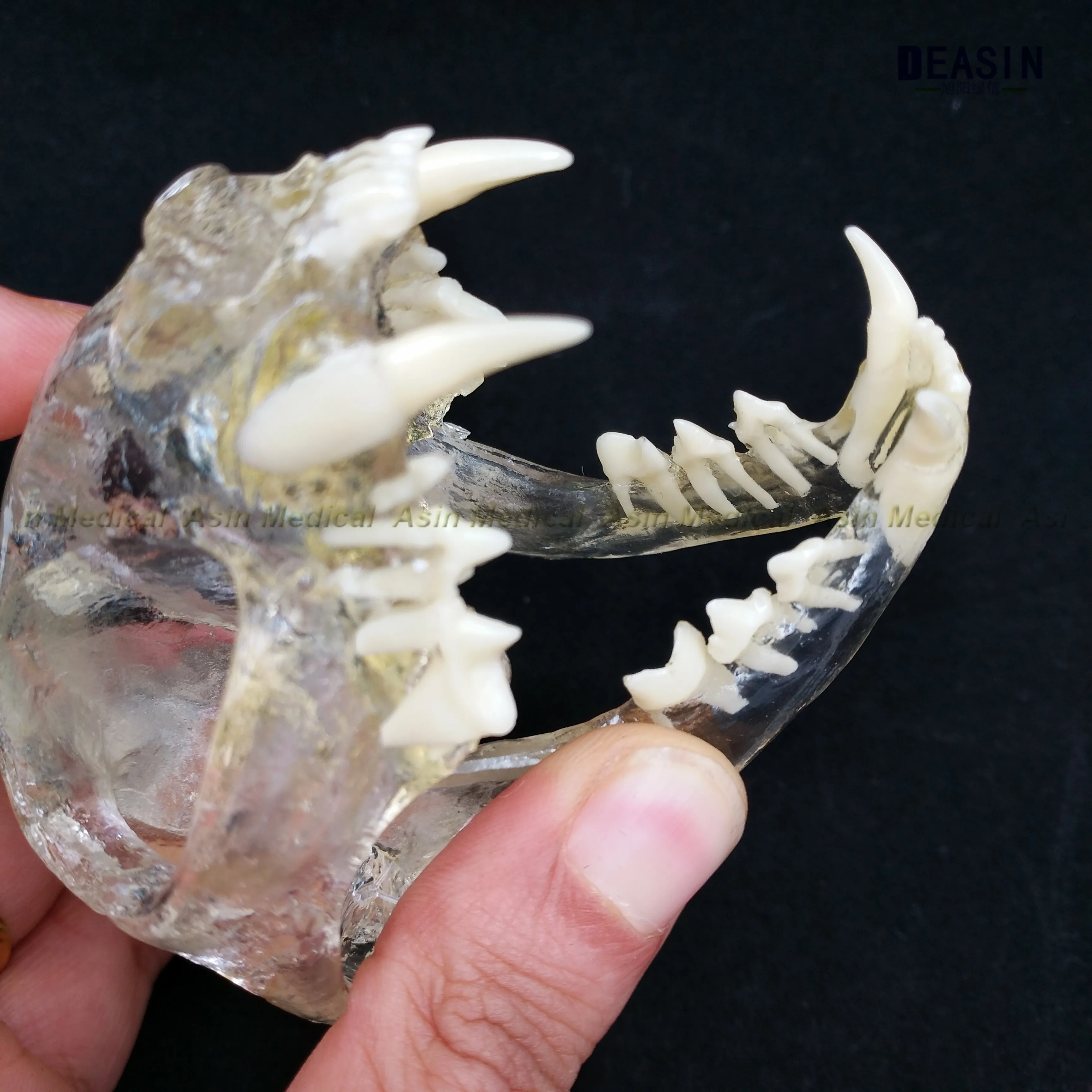 

Catamount cat's teeth skull jam teaching model Transparent anatomical model of Veterinary Medicine