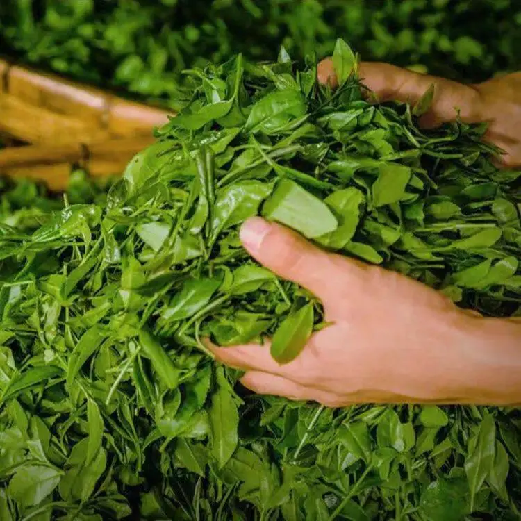 

2021 Extra-grade Oolong Tiekuanyin cha Qingxiang-type cha Alpine cha Health Care cha 250g