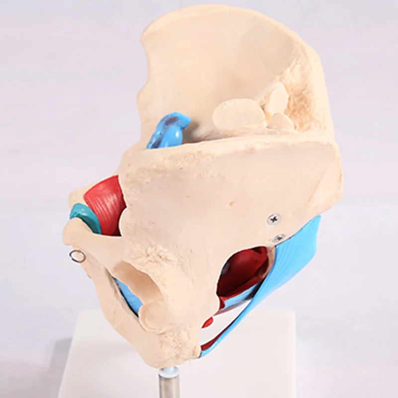 Модель матки яровичных органов реабилитационная медицинская анатомическая