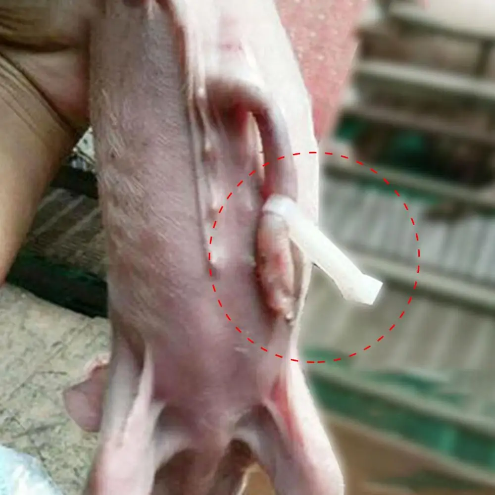 100 шт. одноразовые присоски для свиней пуповина инструмент разведения животных