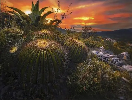 Картина из квадратных страз 5D сделай сам алмазная вышивка кактус пейзаж картина