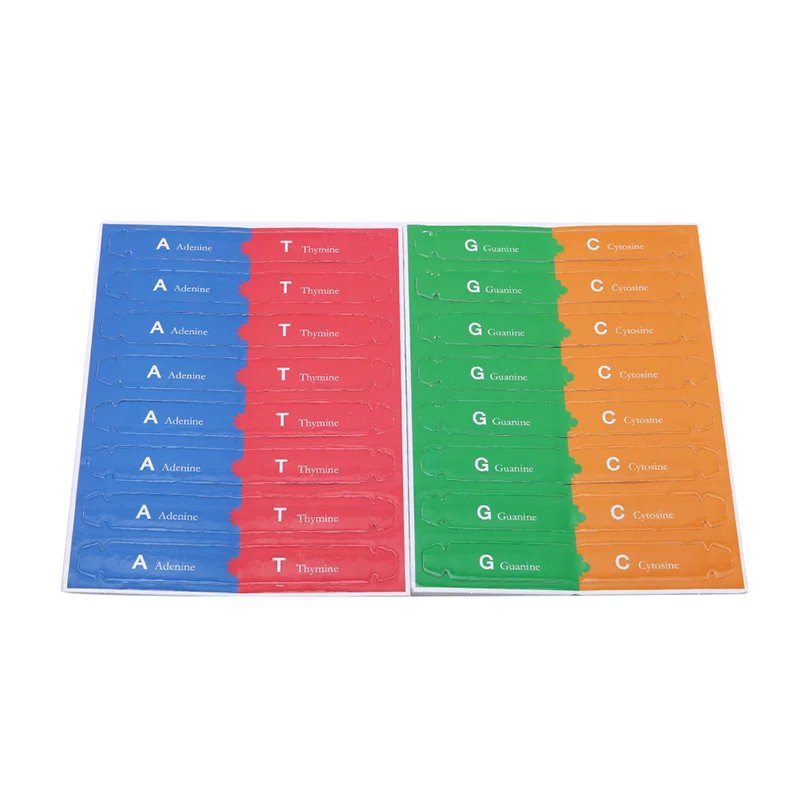 Модели ДНК «Двойная спираль» - игрушка для научно-популярного образования, набор для самостоятельной сборки человеческих генов, специальные инструменты для детей, тест-набор.