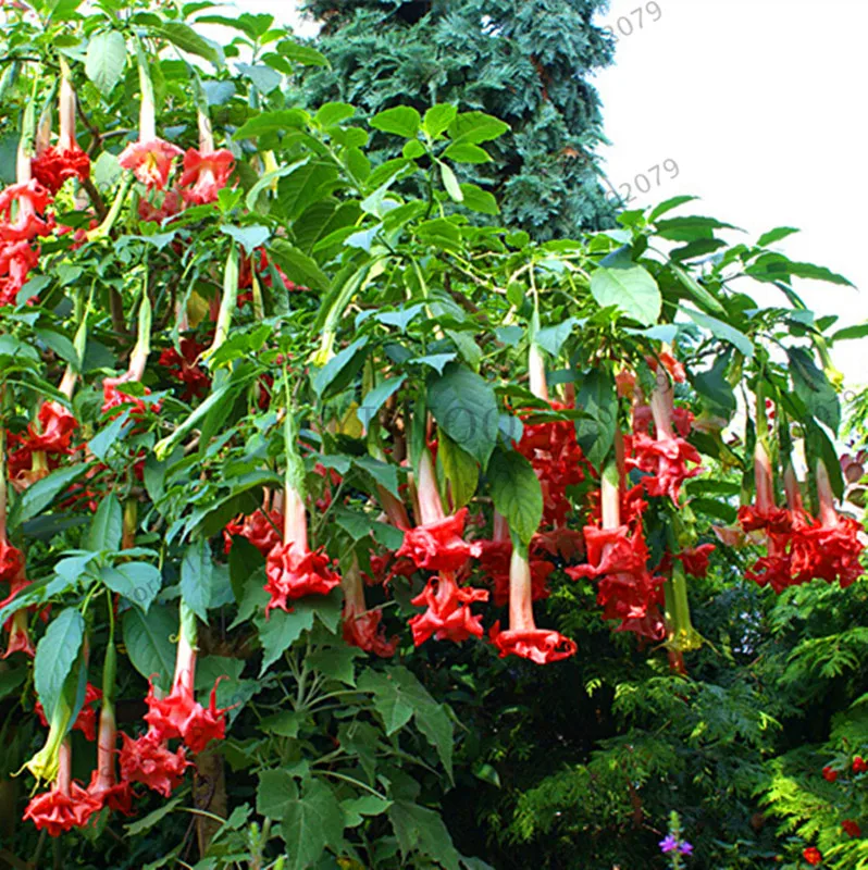 Свежий 100 шт редкий Datura бонсай бругмансия Suaveolens фламенко Красивая Мандала Цветок садовый многолетник Горшечное растение