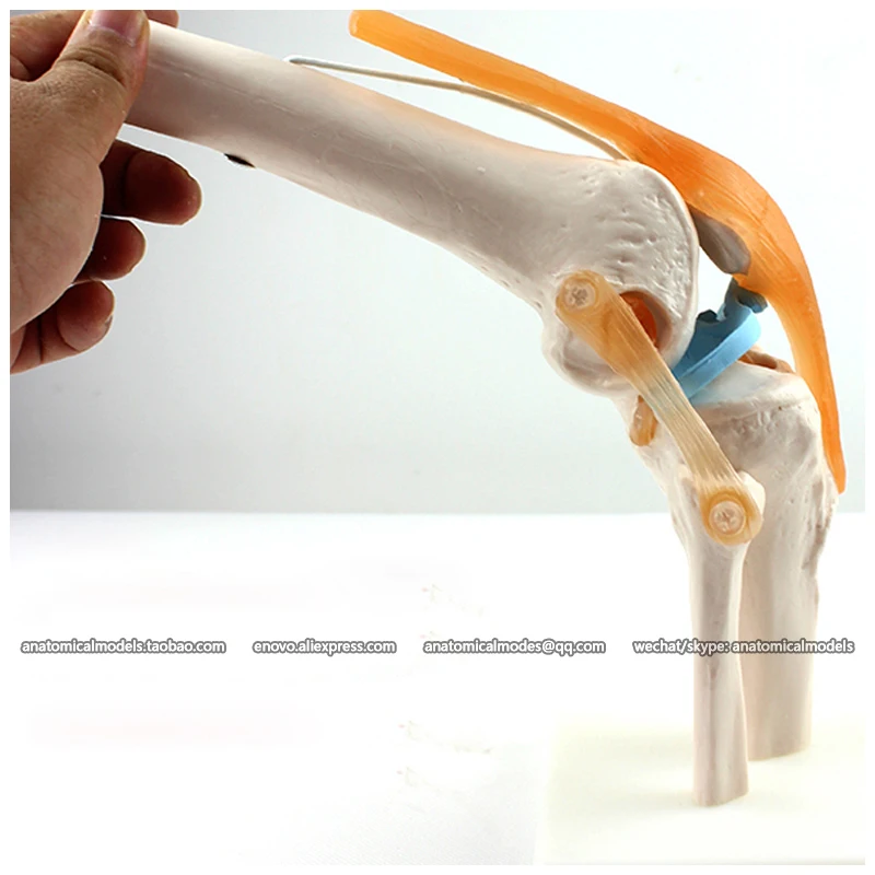 12351/Полноразмерная модель человеческого коленного сустава для обучения медицине