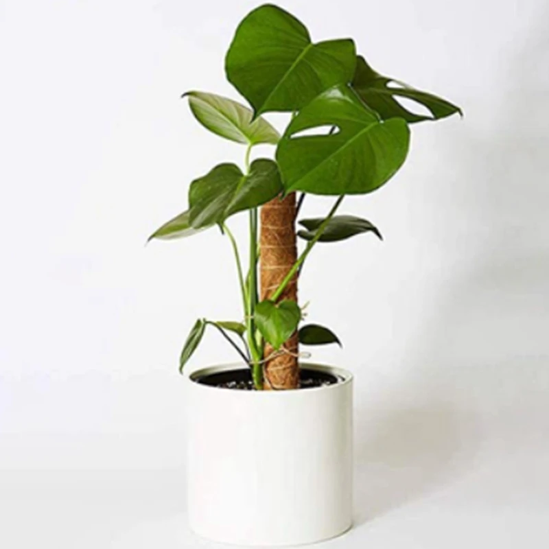 Garden home decor interior decoration 12PC Moss Poles - Cocoa G | Дом и сад