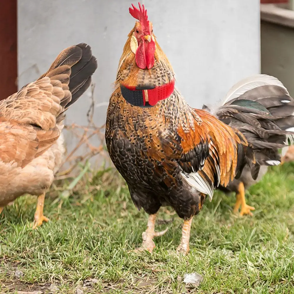 Ошейник для цыплят 2 шт. воротник без вороны петух ошейник птицы аксессуары фермы
