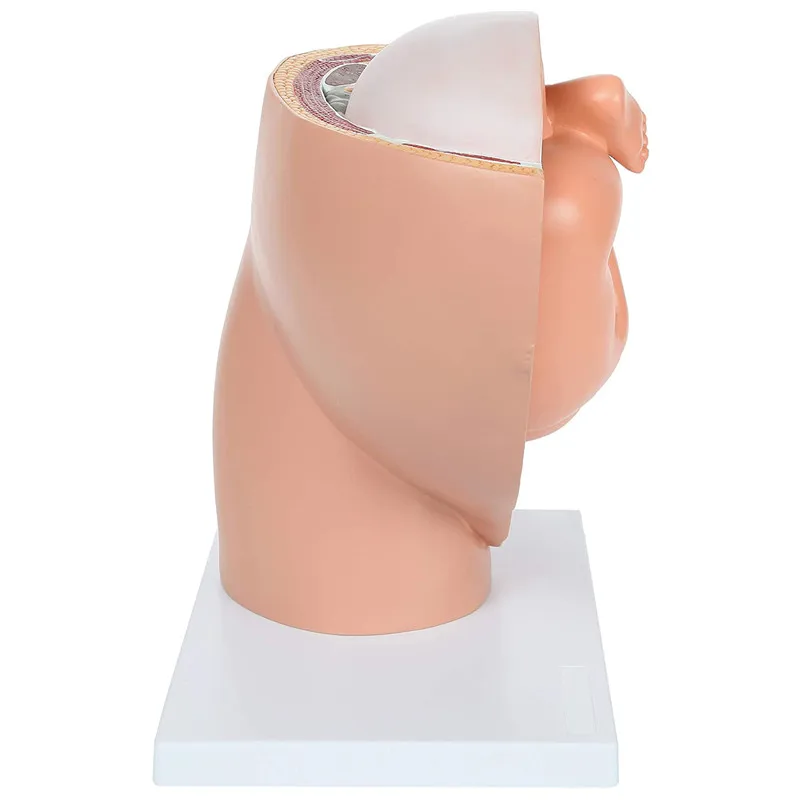 Беременность человека развитие плода 9 месяцев эмбриональная модель таза плод