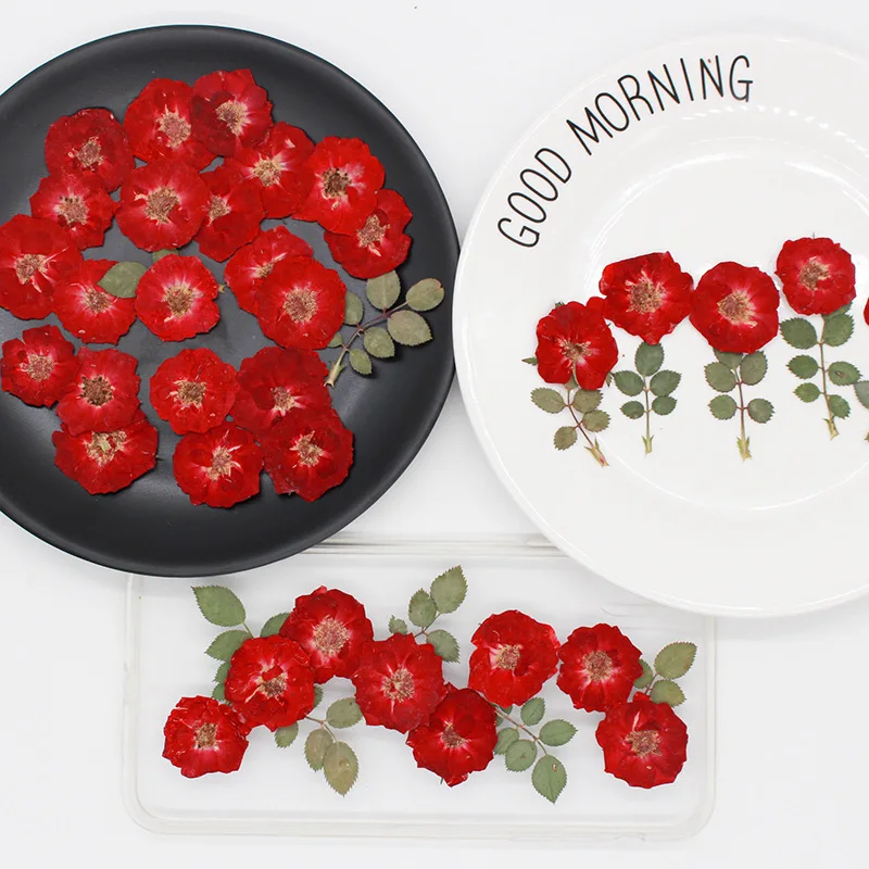 Роуз огонь реальным цветкам сухой цветок тиснение образец растения &quotсделай