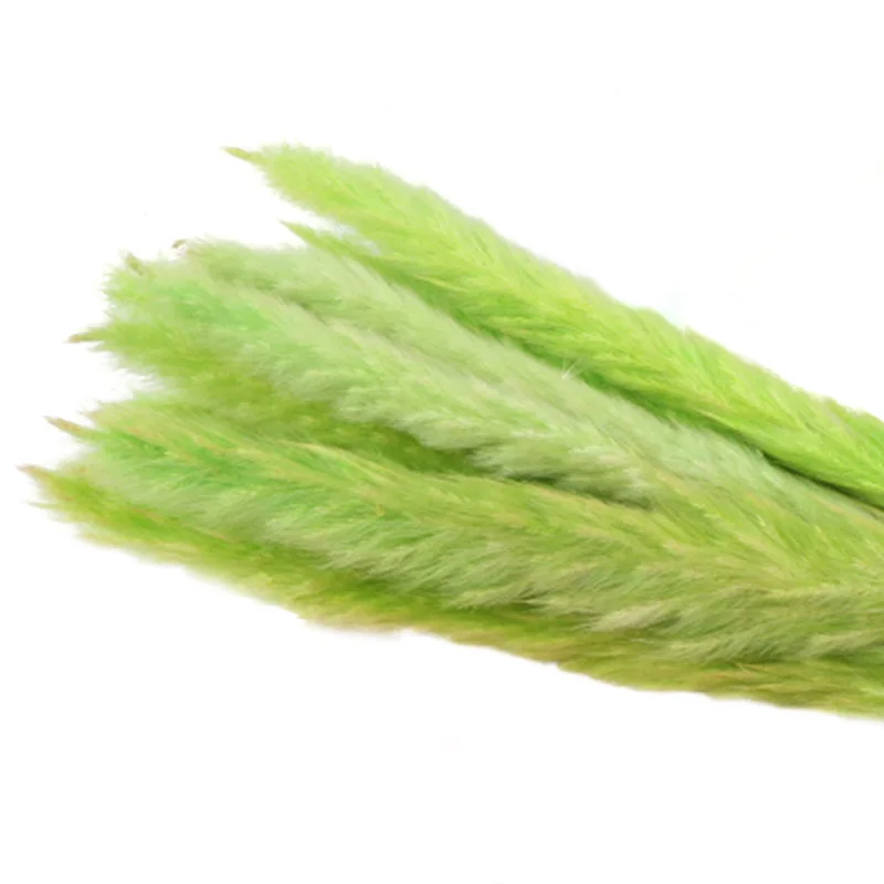 green Горячая 15 шт. сушеные небольшие пампасы трава Phragmites украшения для дома отеля свадьбы TI99 - Цвет: green